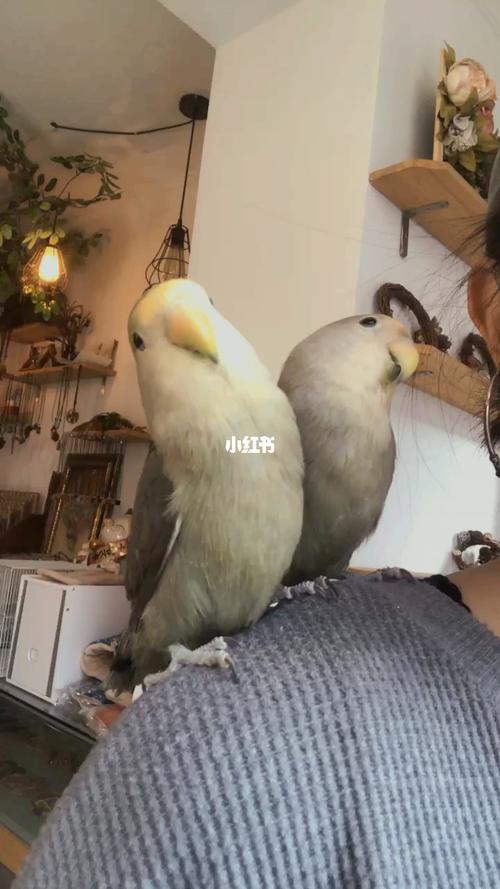 牡丹鹦鹉 墨金顶憨憨与敢敢_牡丹_手养牡丹鹦鹉_宠物