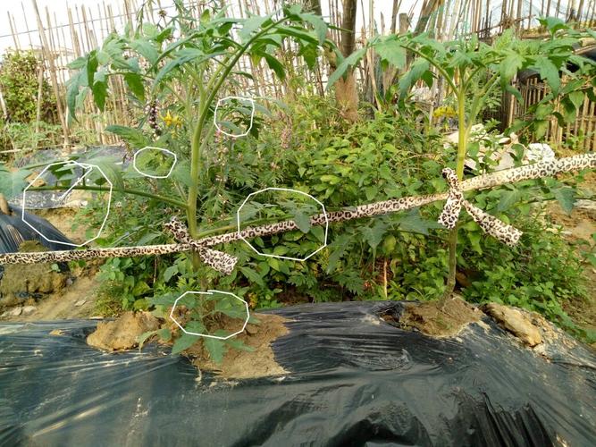 那打杈又是什么意思啊?