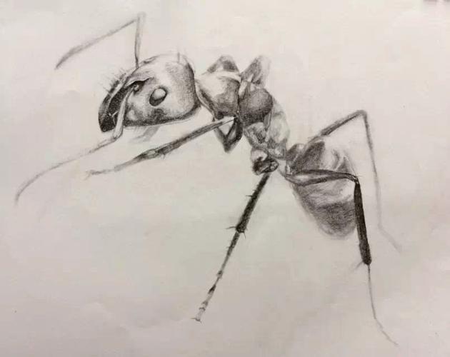 小时候总观察蚂蚁搬家