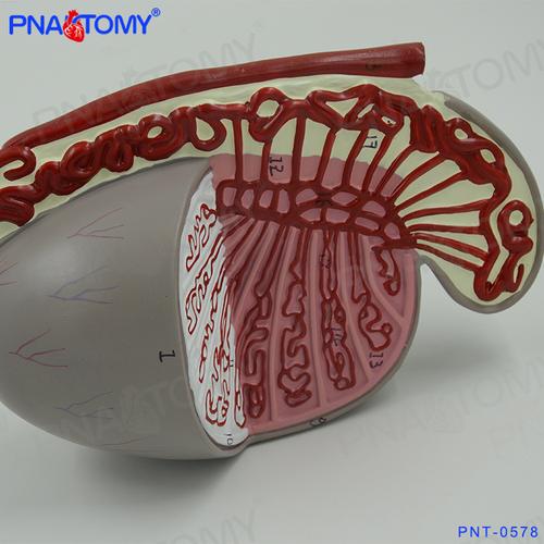 男性生殖系统睾丸结构解剖模型医用生殖科男科泌尿科计生展示