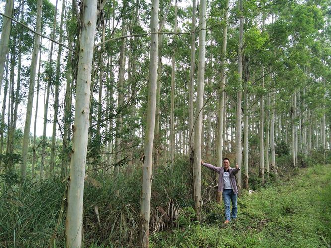 dh3229桉树 0.5米以下