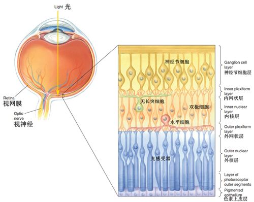 从视网膜到视皮层视觉系统知多少