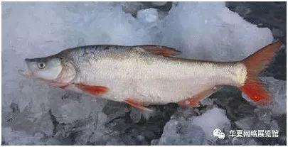 镜泊湖红尾鱼