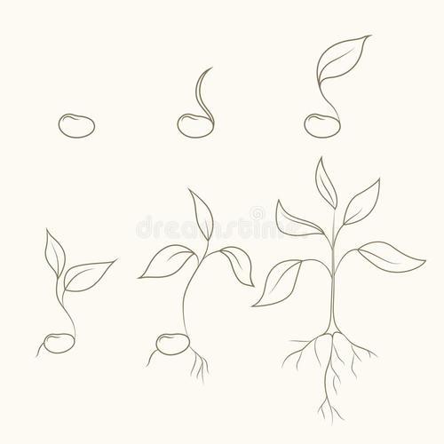 成长的植物简笔画