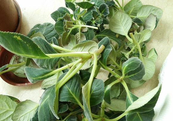 大岩桐花修剪图解