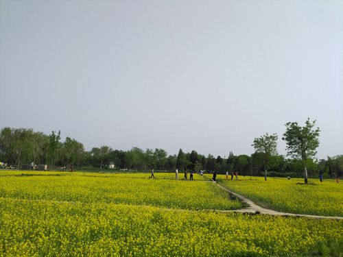 玉东郊野公园植物行记