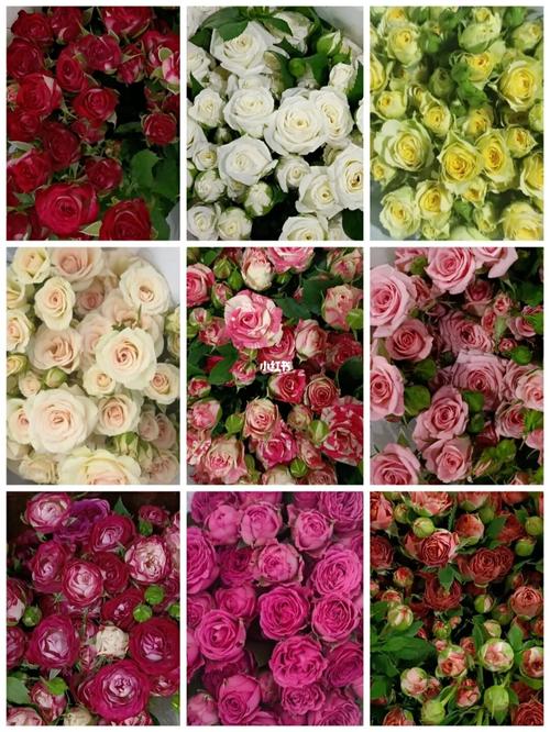 第二期多头玫瑰品种认识来啦