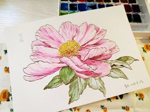 手绘花草植物#.芍药花