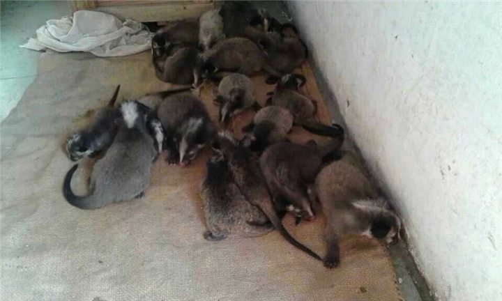 果子狸-四川果子狸