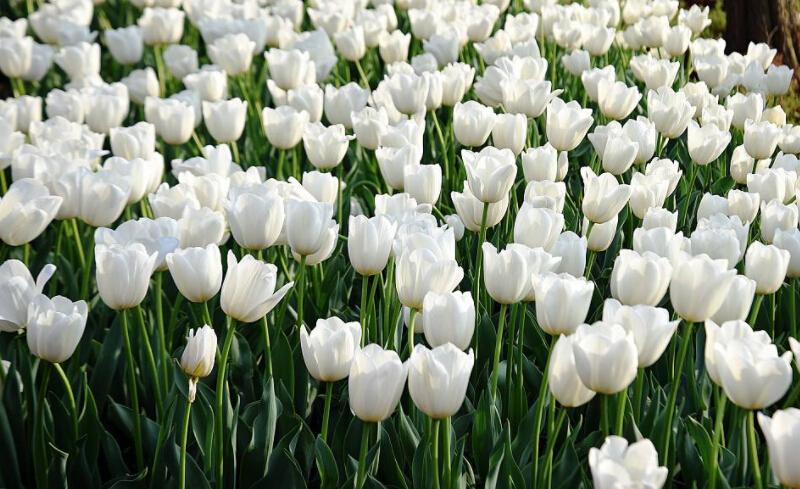 红色郁金香的花语代表了一种真诚的怀念和爱的表白.