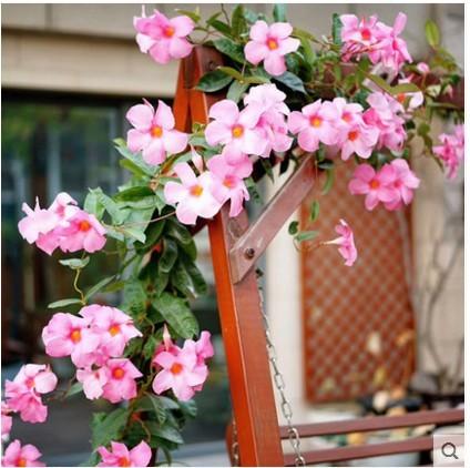 购客飘香藤双线藤花苗阳台藤蔓花卉四季开花双喜文藤爬藤植物盆栽