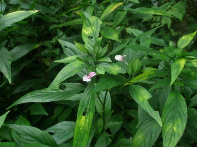 立秋后,感冒咳嗽频发,莫慌!常用此草泡水喝,清肺热,化痰止咳