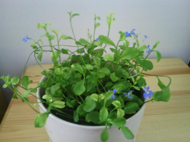 六倍利适合什么时候播种?秋播吗?