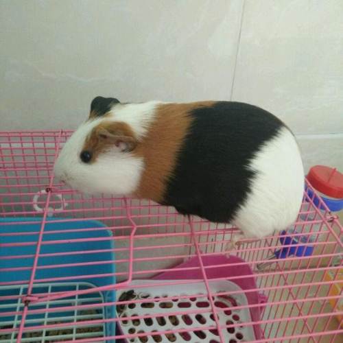 出售荷兰猪(豚鼠)