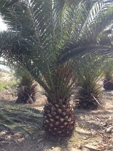 加拿利海枣(长叶刺葵)