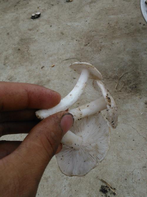 杨树林 小白蘑菇 能吃吗