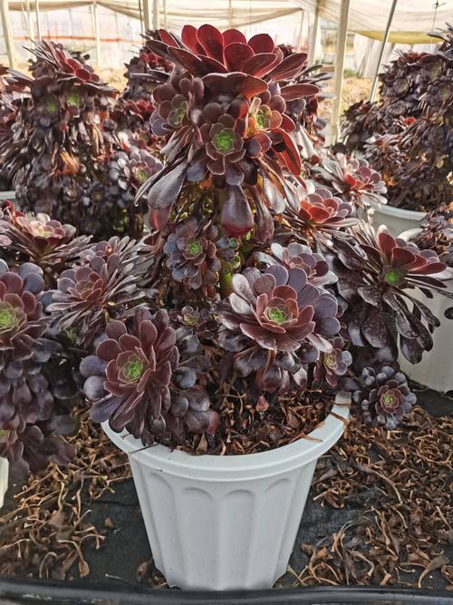 云南昆明懿多肉园艺基地直销欧紫法师老桩老桩多肉植物批发