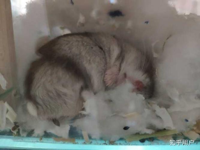 仓鼠死在宿舍4个月,现在还没通知开学,会不会有虫子?