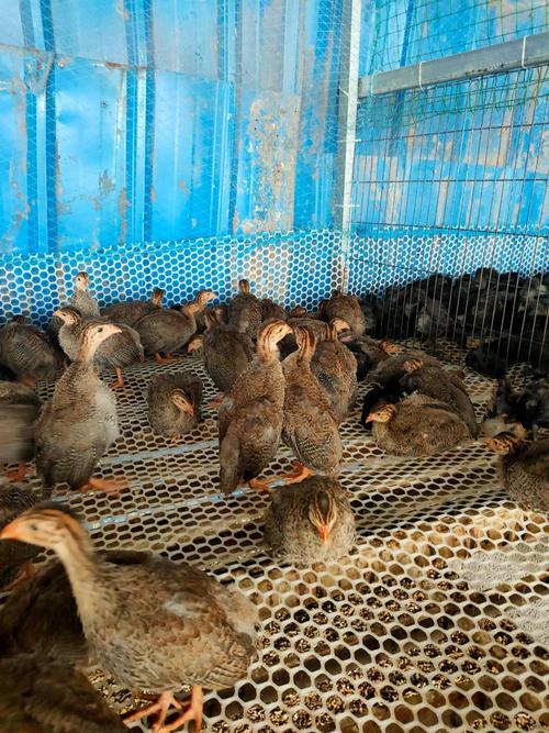 土鸡苗五黑鸡苗麻鸡苗三黄鸡苗芦花鸡苗红玉鸡苗肉鸡笨鸡苗