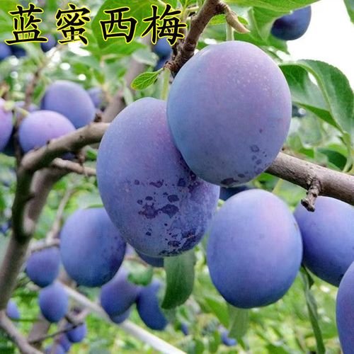 蓝蜜西梅李子树苗嫁接特大西梅树苗南方北方种植盆栽地栽当年结果