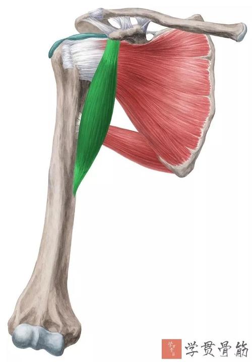 神经支配:肌皮神经c5-7         起点:肩胛骨喙突   止点:肱骨内侧