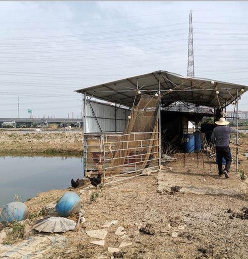 耐心说服养殖户,鱼塘田间的鸡鸭棚终于拆了