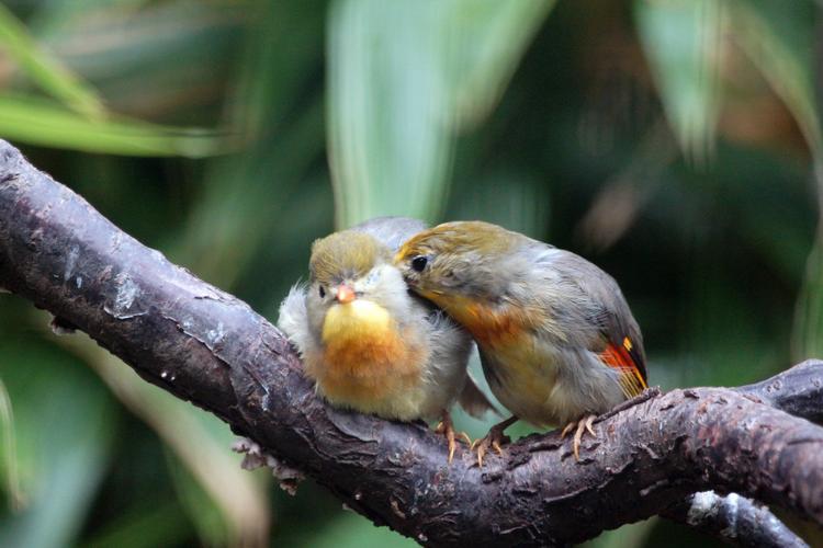 相亲相爱的相思鸟