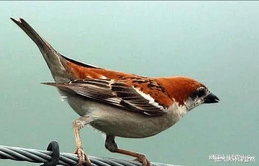 不起眼的小灰鸟麻雀真的这么土吗看看这25种可爱的麻雀