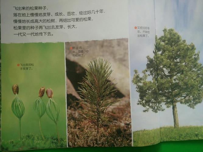 花园路幼儿园中班宝贝探索松果主题活动