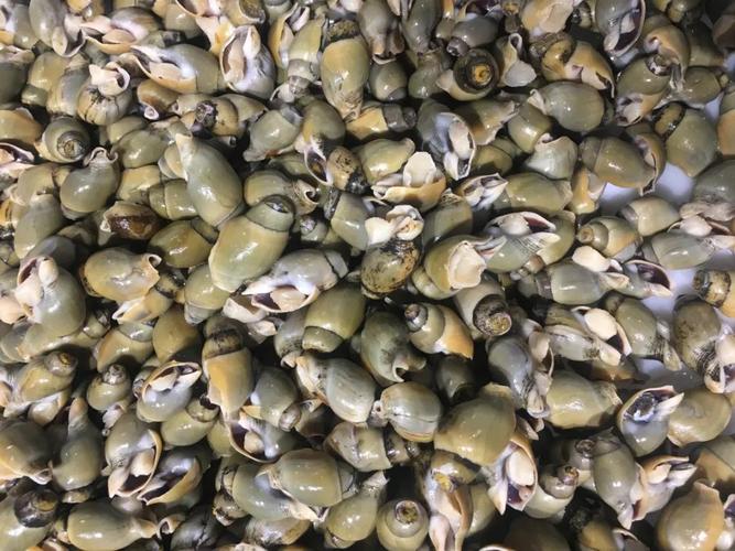 嘬出趣!莆田阿伟海鲜楼新菜炒青螺来啦,东海的青螺姑娘了解一下.