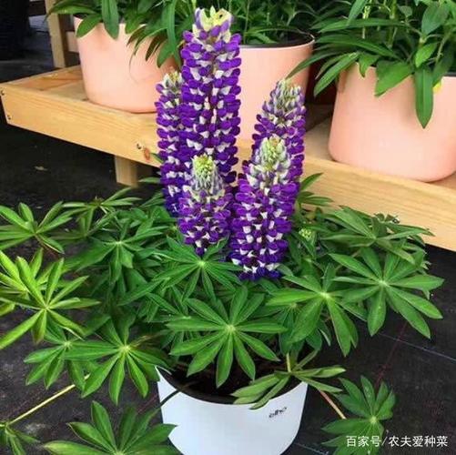 开花时太惊艳了,盆栽家中