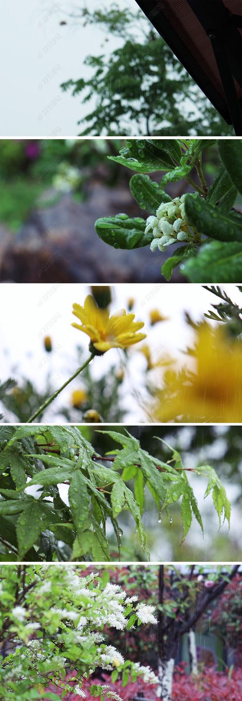 春天下雨唯美空镜4k视频素材