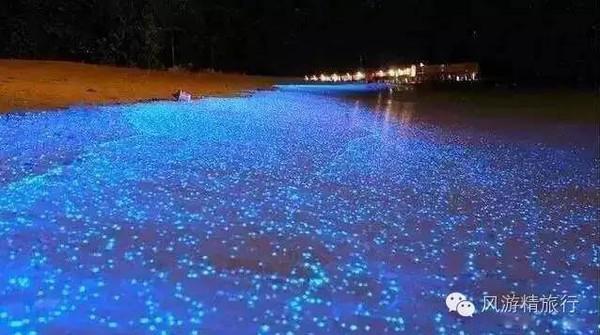 当海水足够干净,夜光藻的数量就会足够多足够密,那么蓝色荧光就会越