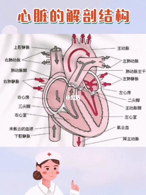 心脏解剖图_护士_医疗健康_医疗健康其他