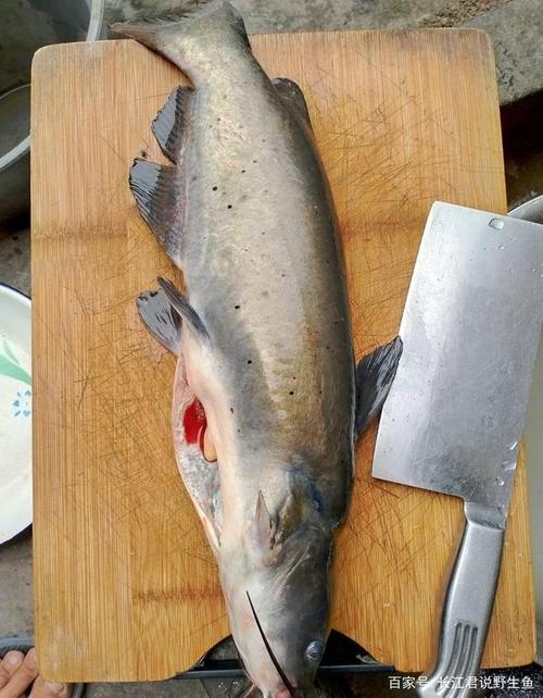 网友们,你们当地有这种"美国鮰鱼"出现吗?有没有钓到过?