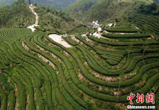 航拍福建平和壮观的茶山梯田