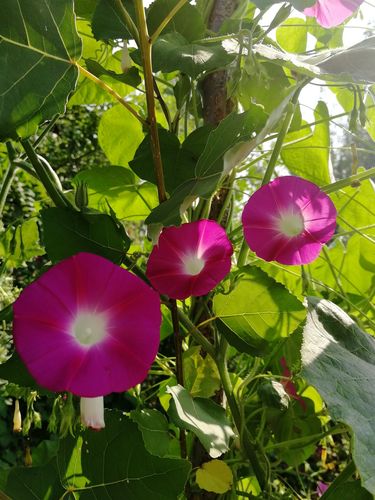 家乡秋天的牵牛花