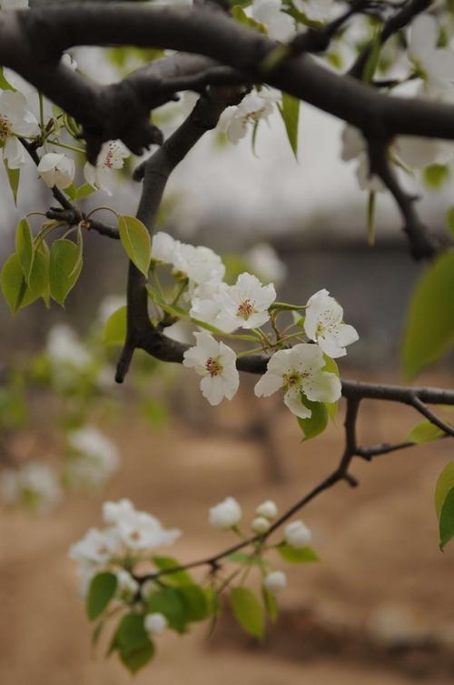 梨花又开放——原片