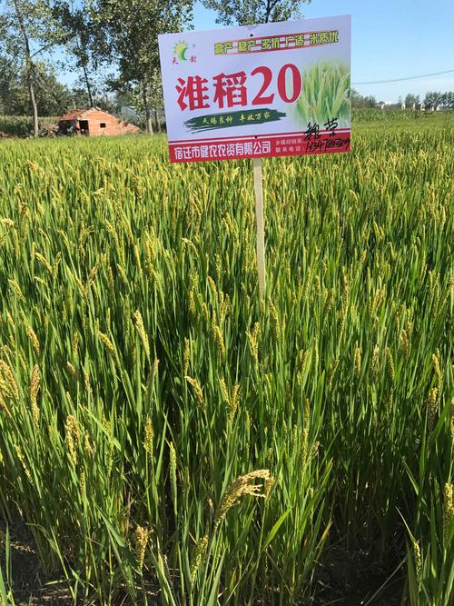 "淮稻20"就是好,谁种谁发.