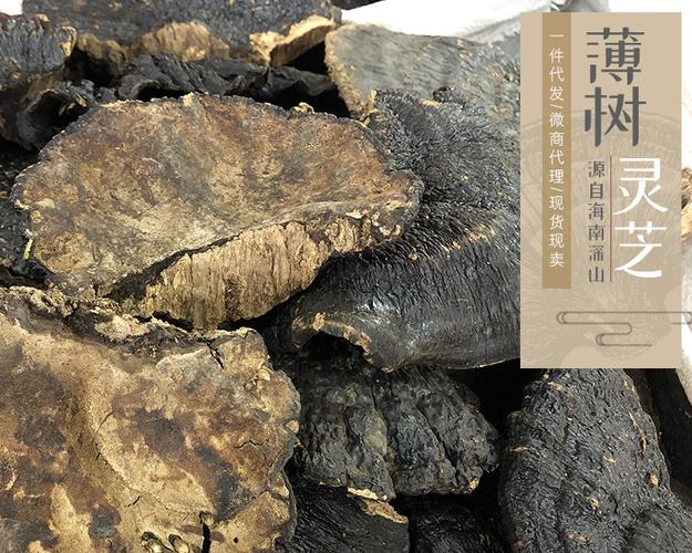海南薄树灵芝 薄树芝 黑灵芝海南薄盖灵芝 中药材滋补