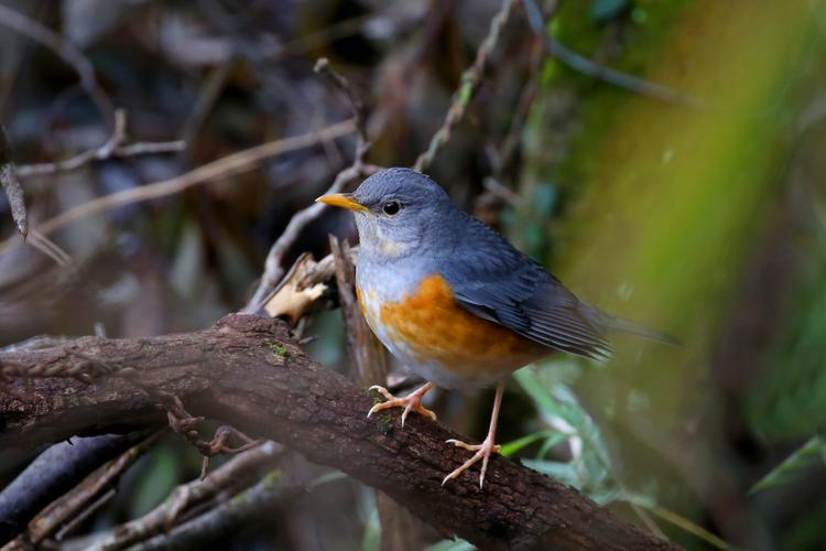 灰背鸫(雌)( 摄于武夷宫)
