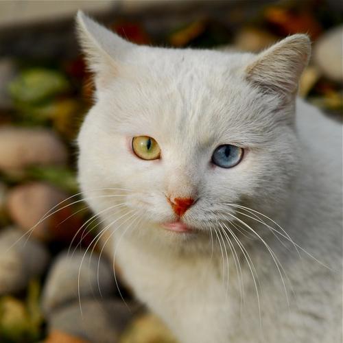 你的是一只很漂亮的波斯猫,好好养吧,很好的猫