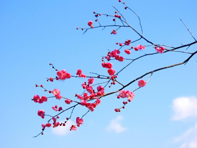 腊月梅花满园开