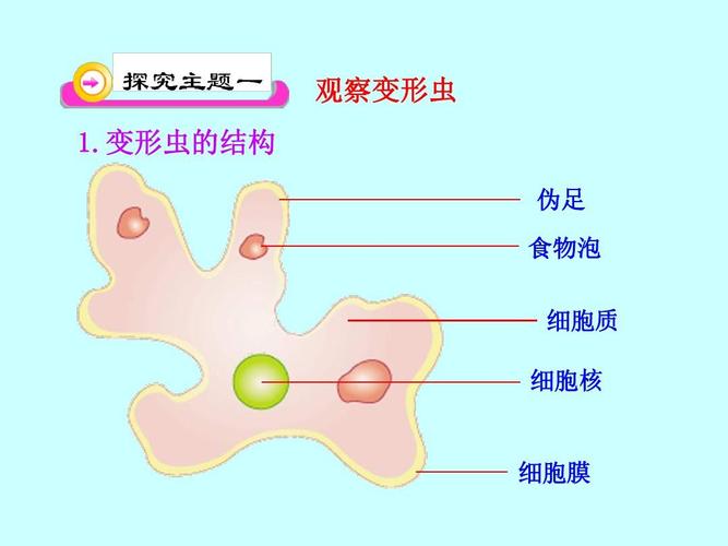 变形虫的结构 伪足 食物泡 细胞质 细胞核 第4页 (共20页,当前第4页)