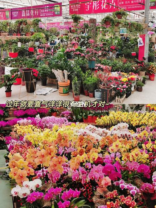郑州最大花卉市场97郑东花卉75迎春好去处