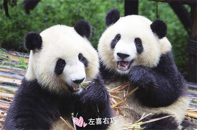七巧七喜