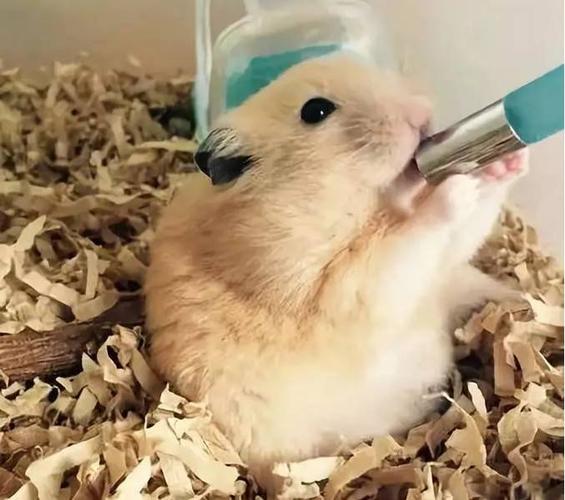 你知道仓鼠怎么喝水的吗
