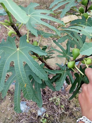无花果品种介绍
