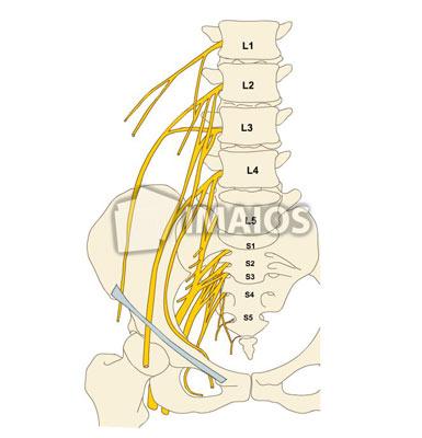 下肢(图解) 100 腰骶丛