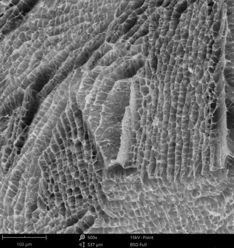 扫描电镜生物样品常用制备方法